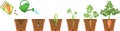 Life cycle of carrot plant. Growth stages from seeding to harvesting root crops.